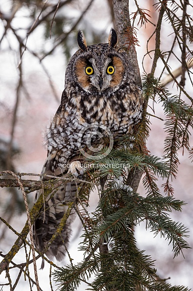 Long-Eared Owl