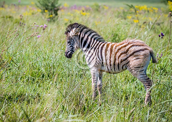 Burchell's Zebra Foal Burchell's Zebra Foal