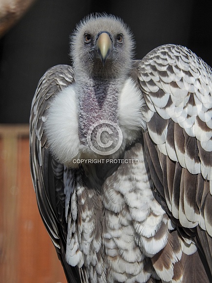 Ruppells Griffon Vulture