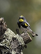 Audubon Yellow-rumped Warbler Male in Breeding Color