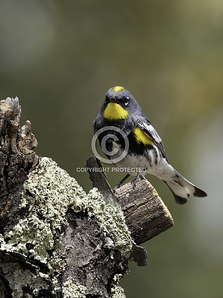 Audubon Yellow-rumped Warbler Male in Breeding Color