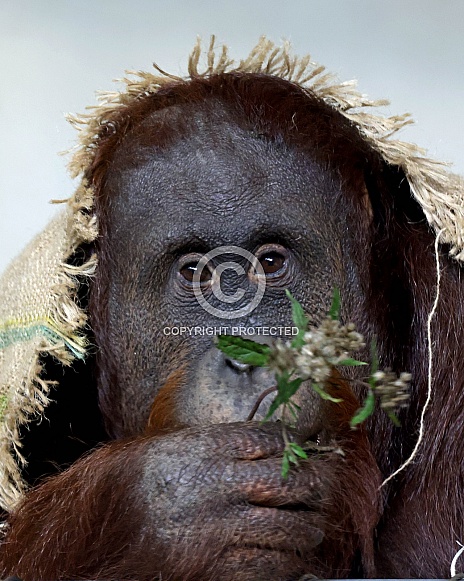 Bornean orangutan (Pongo pygmaeus)