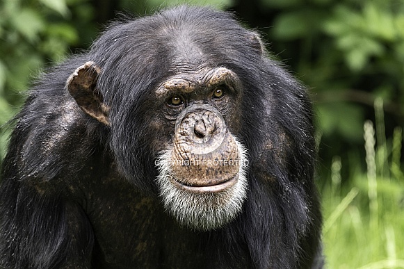 Chimpanzee Face Shot Close Up Chimpanzee Face Shot Close Up