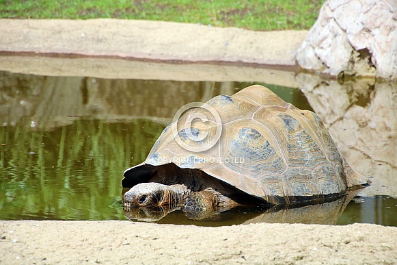 Galapagos Tortoise