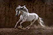 Andalusian Horse--Free Flowing