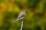 Spotted Flycatcher