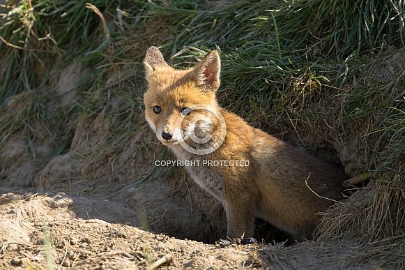 Red fox cub/cubs in nature