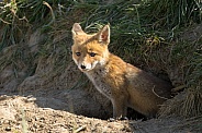 Red fox cub/cubs in nature