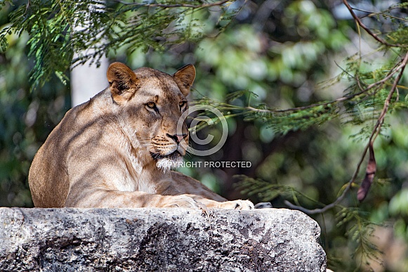 Lioness