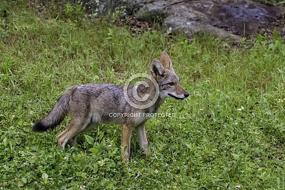 Coyote Pup Coyote Pup