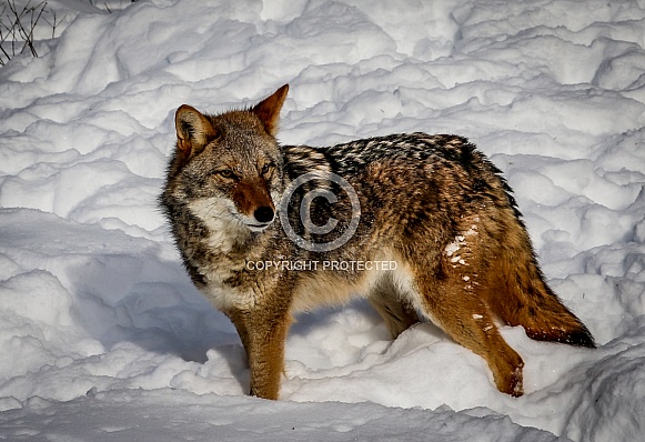 Coyote in winter snow