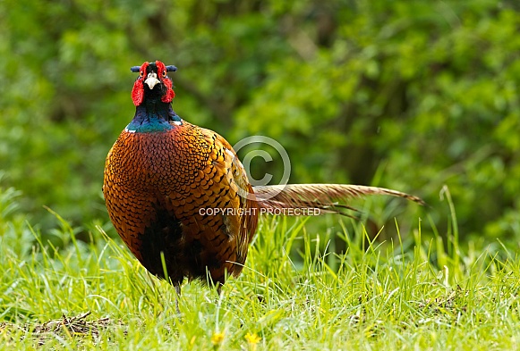 Pheasant bird a bird with beautiful colours