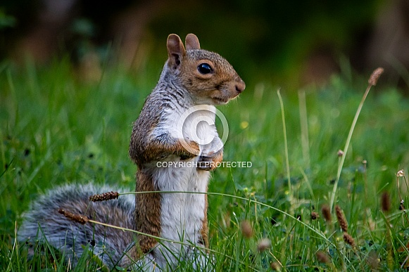 Gray Squirrel Gray Squirrel