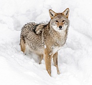 Coyote