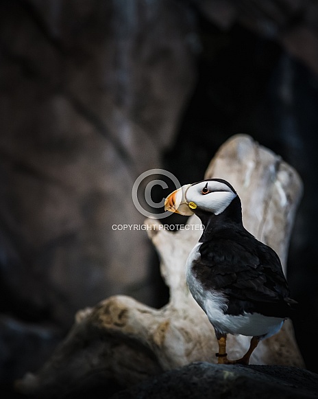Puffin in soft light Puffin in soft light
