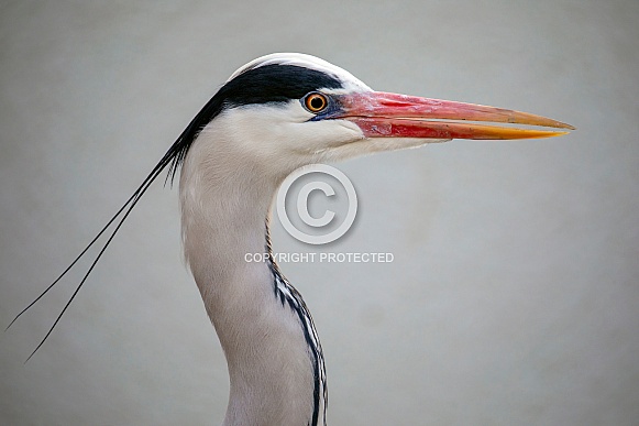 Grey Heron (Ardea Cinerea)