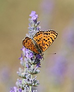 Fritillary Butterfly
