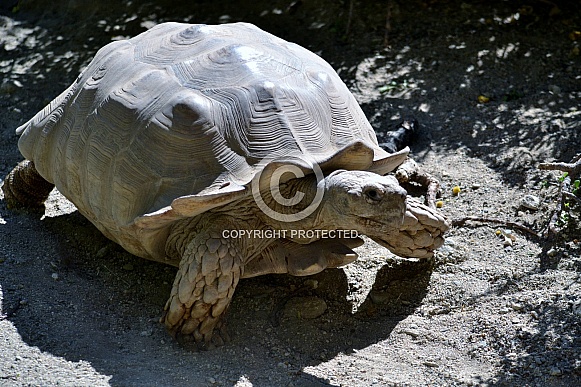 African Spurred Tortoise