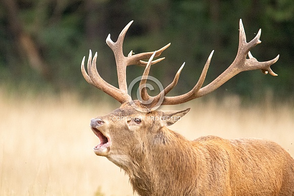 red deer