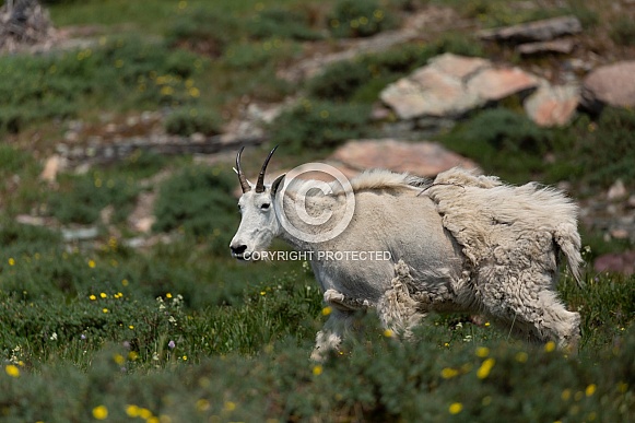 Mountain Goat, Oreamnos Americanus