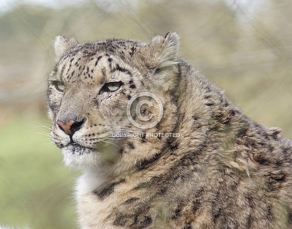 Snow Leopard
