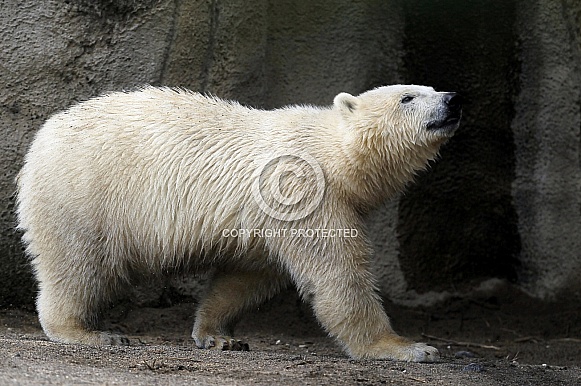 Polar Bear Polar Bear