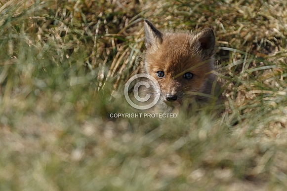 Red Fox Cubs Red Fox Cubs