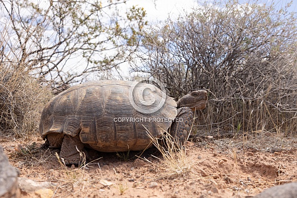 Mojave Desert Tortoise, Gopherus agassizii
