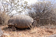 Mojave Desert Tortoise, Gopherus agassizii