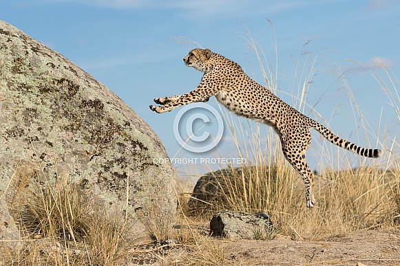 Cheetah