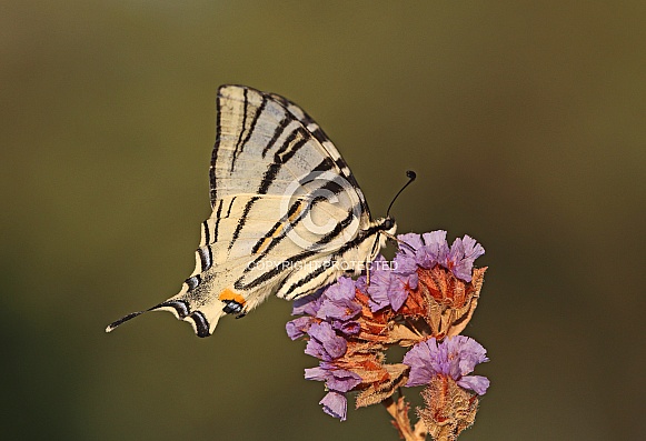 Scarce Swallowtail