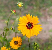 Yellow Plains coreopsis, garden tickseed, golden tickseed, or calliopsis (Coreopsis tinctoria) bloom