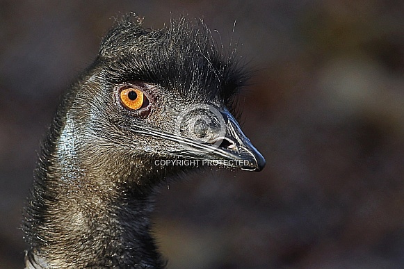 Emu Emu