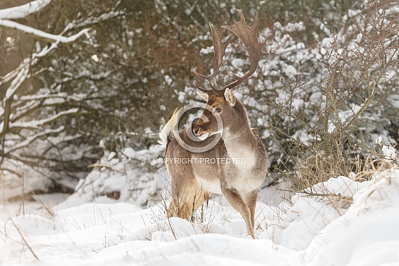 Fallow deer in wintertime Fallow deer in wintertime