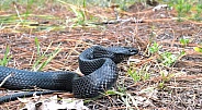 eastern Indigo snake (Drymarchon couperi) slithering right, tongue out