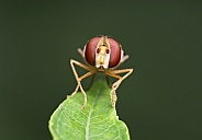 Marmalade Hoverfly