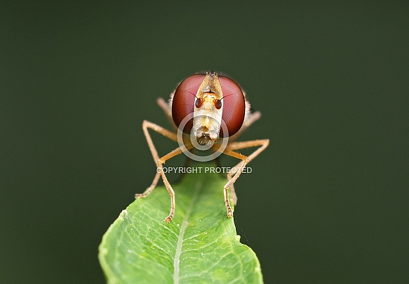 Marmalade Hoverfly