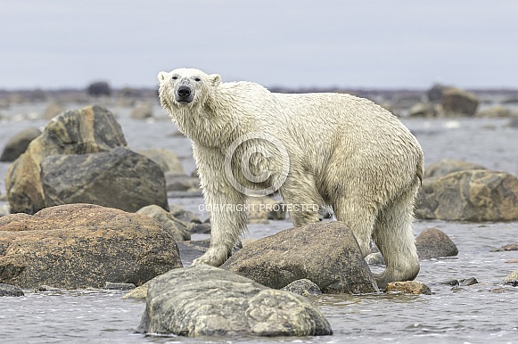 Polar Bear