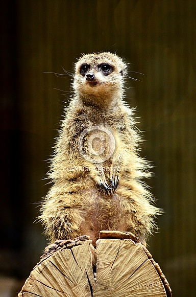 Meerkat Meerkat