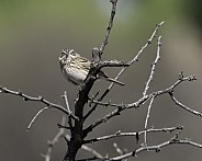 A Vesper Sparrow in Southeast Arizona