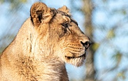 Asiatic Lioness Side Profile Close Up