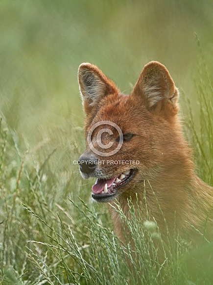 Chinese Dhole Chinese Dhole