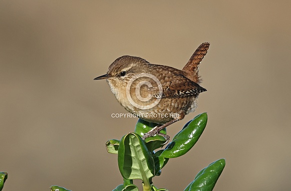 Wren