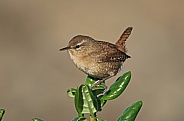 Wren