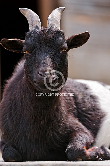 Black Goat