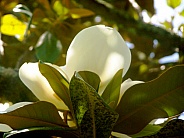White Magnolia flower