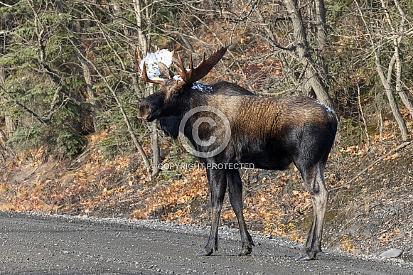 Bull Moose in Denali National Park, Alaska Bull Moose in Denali National Park, Alaska