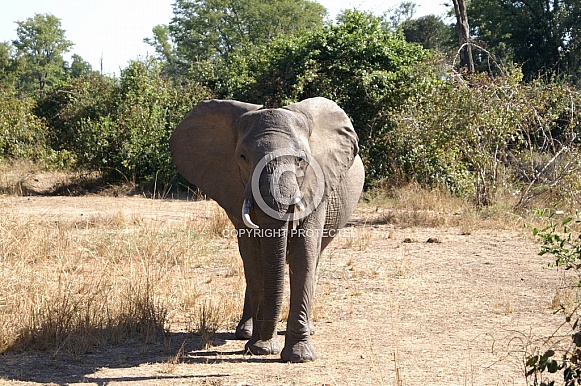 African Elephant