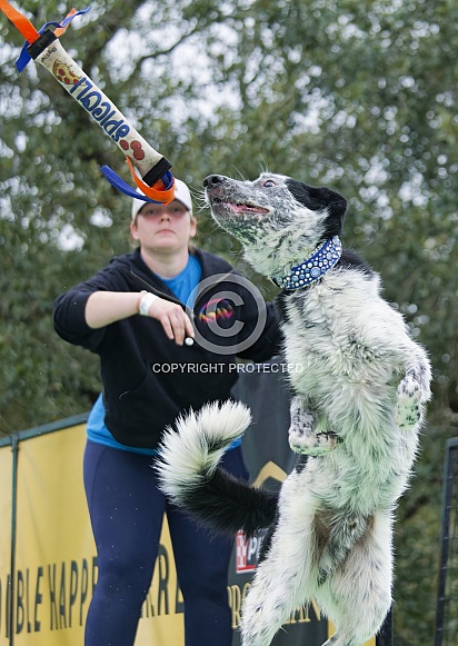 Border Collie or Australian Shepherd