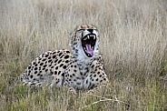 Cheetah - Female